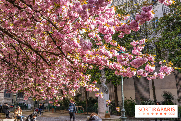Square Gabriel Pierné à Paris - cerisiers en fleurs -  A7C0349