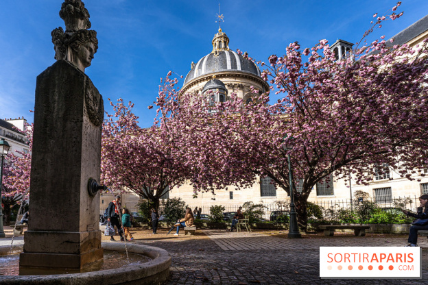 Square Gabriel Pierné à Paris - cerisiers en fleurs
