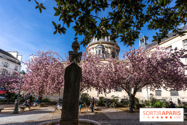 Square Gabriel Pierné à Paris - cerisiers en fleurs