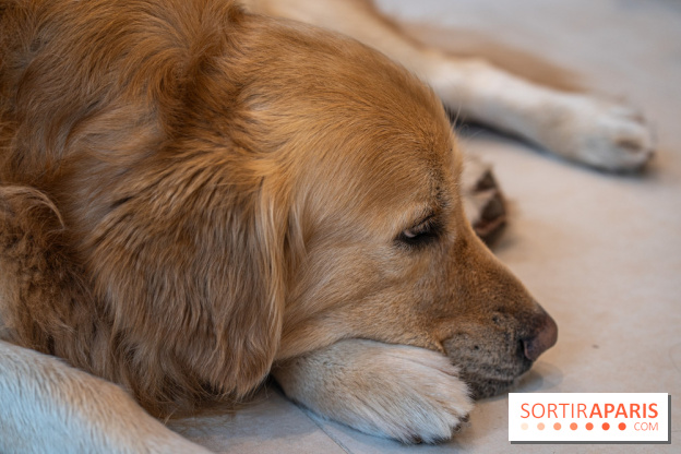 Seven Heaven, le coffee shop dog's friendly et kid's friendly de Paris 11e -  A7C0528