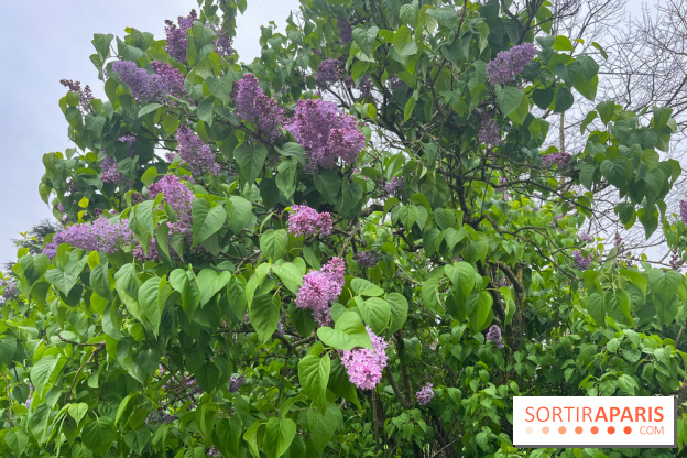 Arboretum de Paris - nos photos - image00033