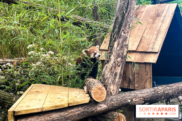 Ménagerie du Jardin des Plantes 2024 - nos photos - image00017