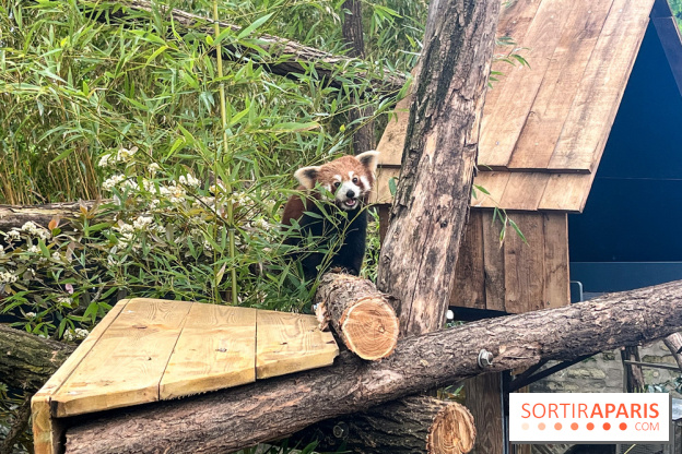 Ménagerie du Jardin des Plantes 2024 - panda