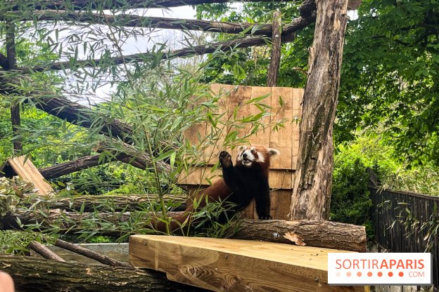 Ménagerie du Jardin des Plantes 2024 - panda