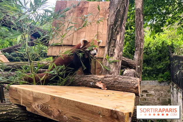 Ménagerie du Jardin des Plantes 2024 - panda