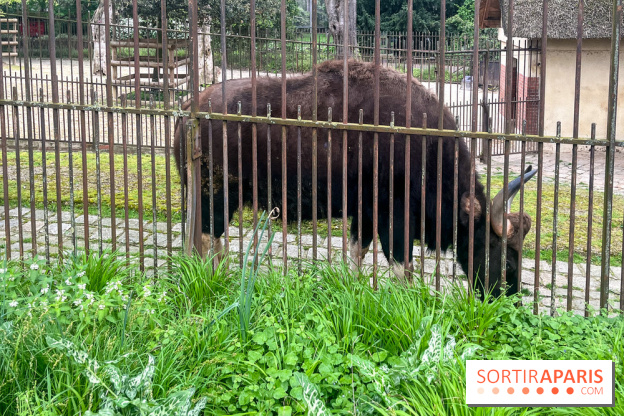 Ménagerie du Jardin des Plantes 2024 - nos photos - image00033