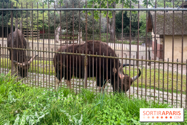 Ménagerie du Jardin des Plantes 2024 - nos photos