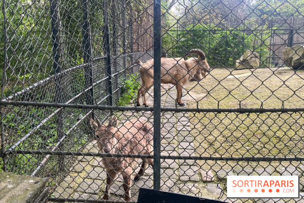 Ménagerie du Jardin des Plantes 2024 - nos photos