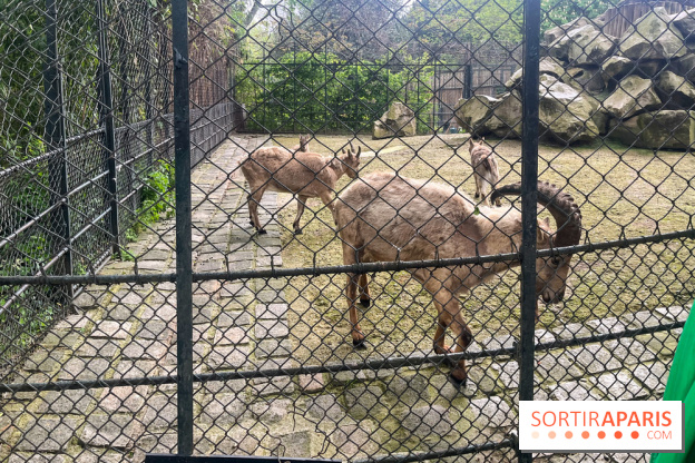 Ménagerie du Jardin des Plantes 2024 - nos photos