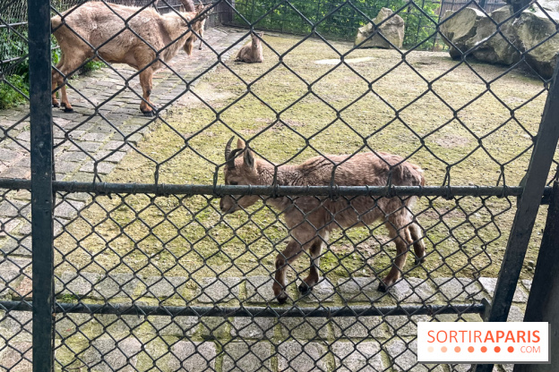 Ménagerie du Jardin des Plantes 2024 - nos photos