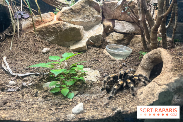 Ménagerie du Jardin des Plantes 2024 - nos photos - image00024