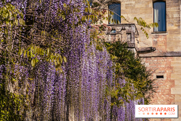 Village de Medan dans les Yvelines -  château de Medan - glycine