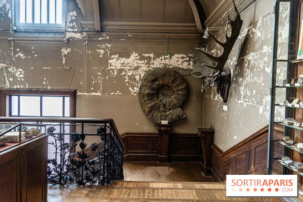 La Galerie de Paléontologie et d'Anatomie comparée du Muséum au Jardin des Plantes -  A7C7466