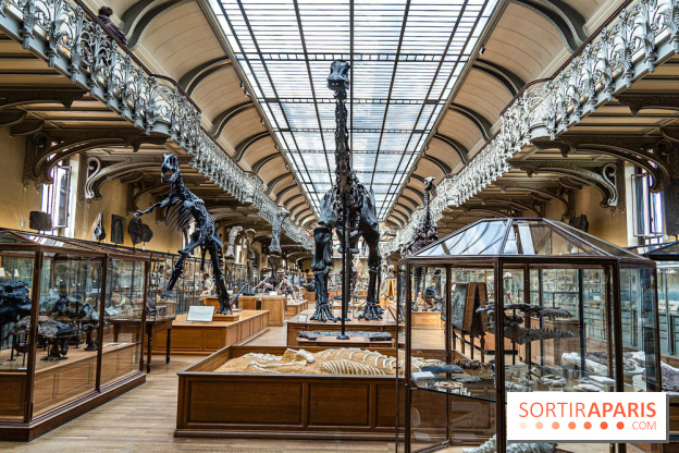 La Galerie de Paléontologie et d'Anatomie comparée du Muséum au Jardin des Plantes -  A7C7472
