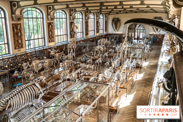 La Galerie de Paléontologie et d'Anatomie comparée du Muséum au Jardin des Plantes -  A7C7479