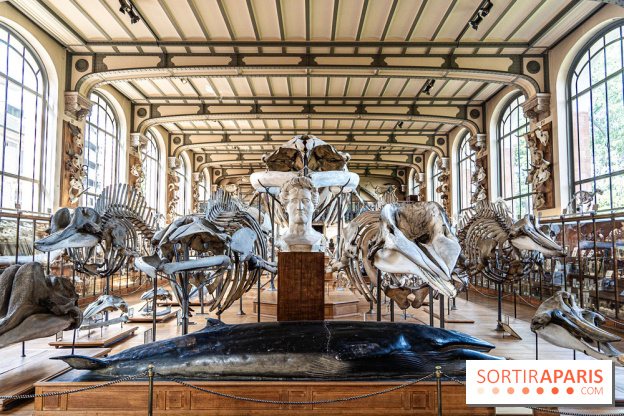 La Galerie de Paléontologie et d'Anatomie comparée du Muséum au Jardin des Plantes