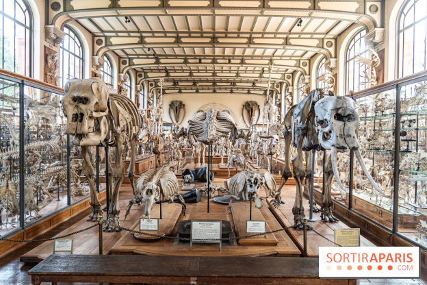 La Galerie de Paléontologie et d'Anatomie comparée du Muséum au Jardin des Plantes -  A7C7482