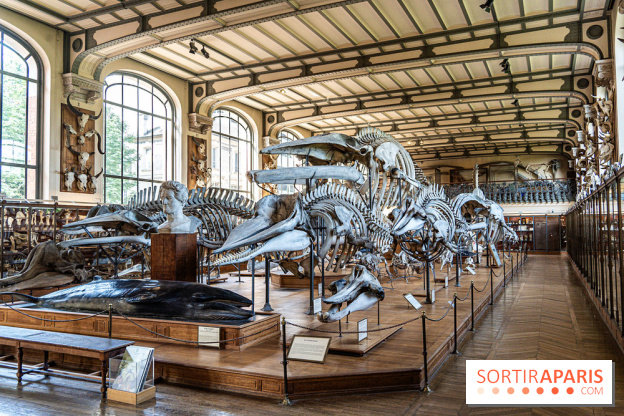 La Galerie de Paléontologie et d'Anatomie comparée du Muséum au Jardin des Plantes -  A7C7483