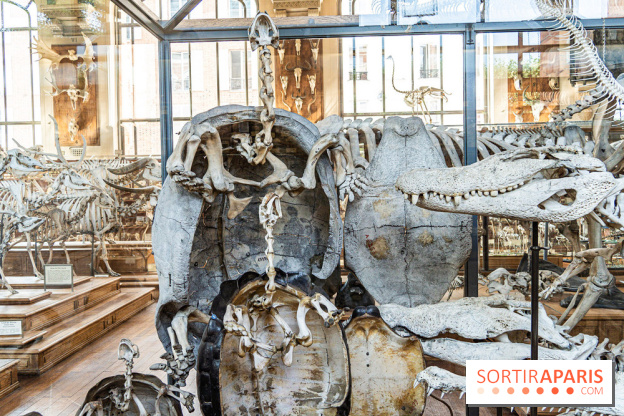La Galerie de Paléontologie et d'Anatomie comparée du Muséum au Jardin des Plantes