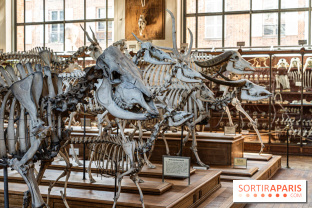 La Galerie de Paléontologie et d'Anatomie comparée du Muséum au Jardin des Plantes -  A7C7485