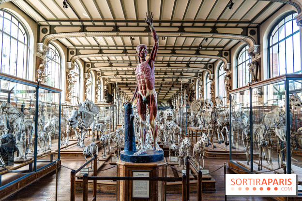 La Galerie de Paléontologie et d'Anatomie comparée du Muséum au Jardin des Plantes -  A7C7486