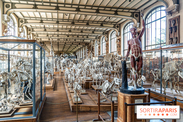 La Galerie de Paléontologie et d'Anatomie comparée du Muséum au Jardin des Plantes