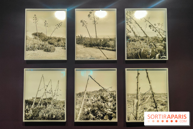 Natures vivantes : l'exposition photo qui met à l'honneur les jardins du musée Albert Kahn - photos