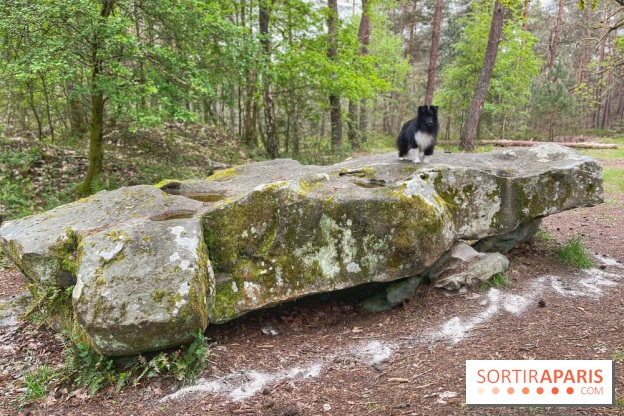 Dolmen de la Pierre Ardoue - IMG 0985