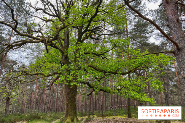 Dolmen de la Pierre Ardoue - IMG 0989