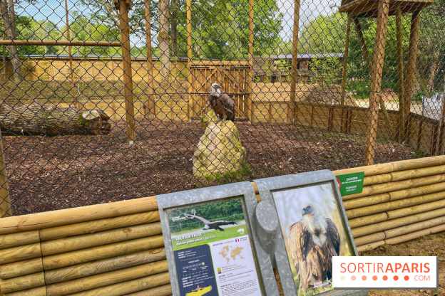 Fauconnier d'un jour - IMG 1379