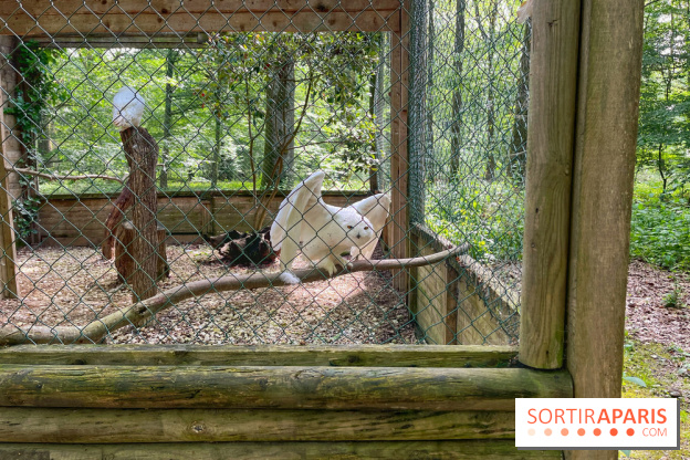 Fauconnier d'un jour - IMG 1404