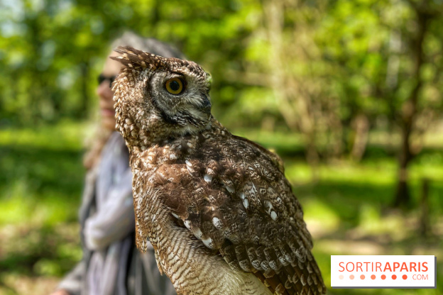 Fauconnier d'un jour - IMG 1419