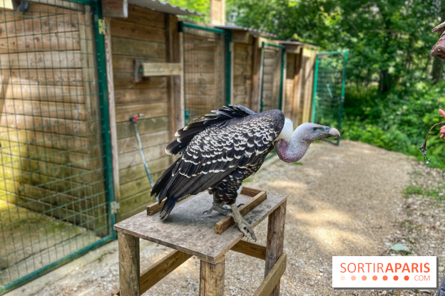 Fauconnier d'un jour - IMG 1449