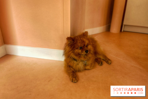 Casa del Doggo - IMG 1597