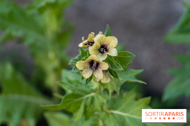 Maison Jean Cocteau à Milly-la-Forêt en Essonne - photos -  simples