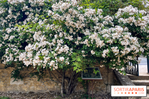 Potager-Fruitier de la Roche Guyon - nos photos - image00034