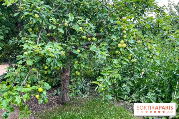 Potager-Fruitier de la Roche Guyon - nos photos - image00032