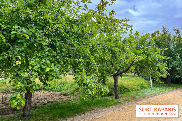 Potager-Fruitier de la Roche Guyon - nos photos - image00033