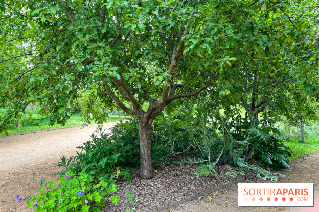 Potager-Fruitier de la Roche Guyon - nos photos - image00030