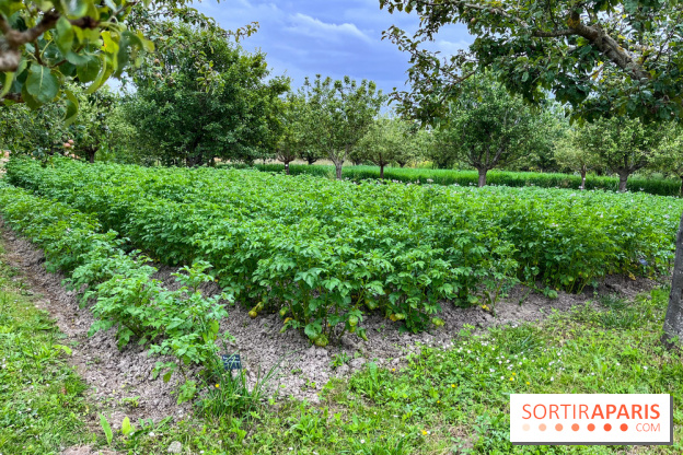 Potager-Fruitier de la Roche Guyon - nos photos - image00029