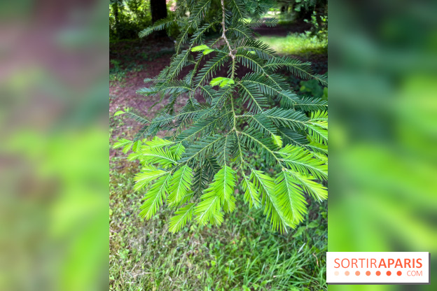 Arboretum de la Roche-Guyon - nos photos - image00006
