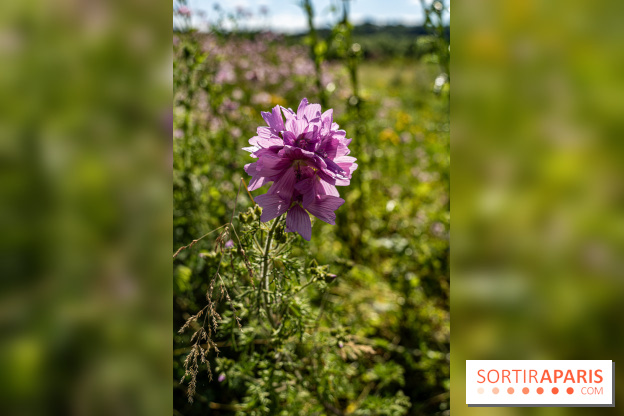 Le Parc du peuple de l'herbe dans les Yvelines - Étang de Galiotte - Carrières-sous-Poissy -  A7C7479