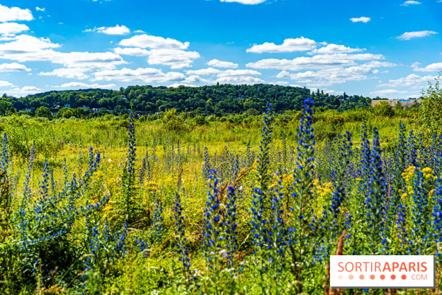 Le Parc du peuple de l'herbe dans les Yvelines - Étang de Galiotte - Carrières-sous-Poissy -  A7C7488