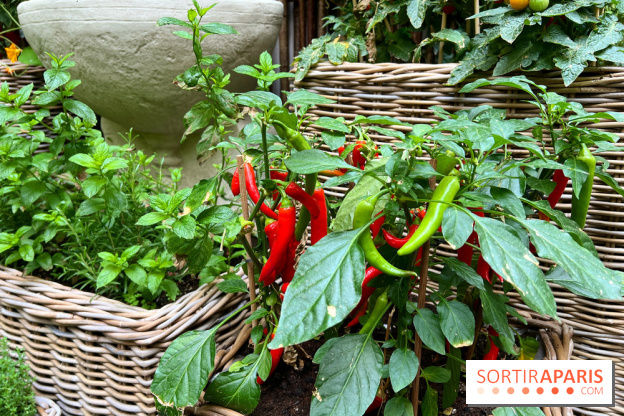 Le Potager, Roch Hotel & Spa - Potager