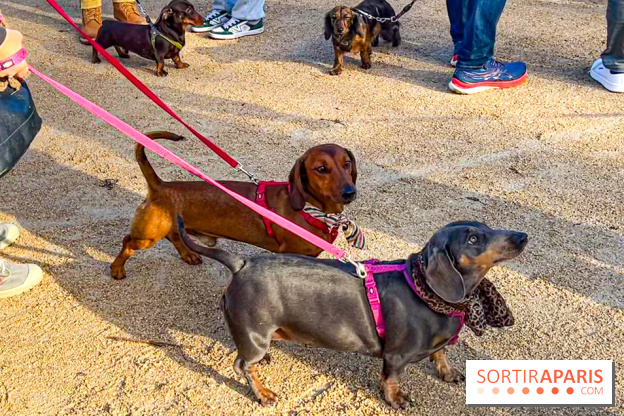 Paris Sausage Walk 2024 : la marche des teckels de retour dans la capitale