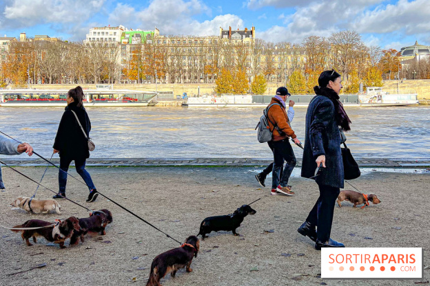 Paris Sausage Walk 2024 : la marche des teckels de retour dans la capitale - image00023