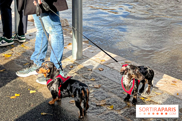Paris Sausage Walk 2024 : la marche des teckels de retour dans la capitale