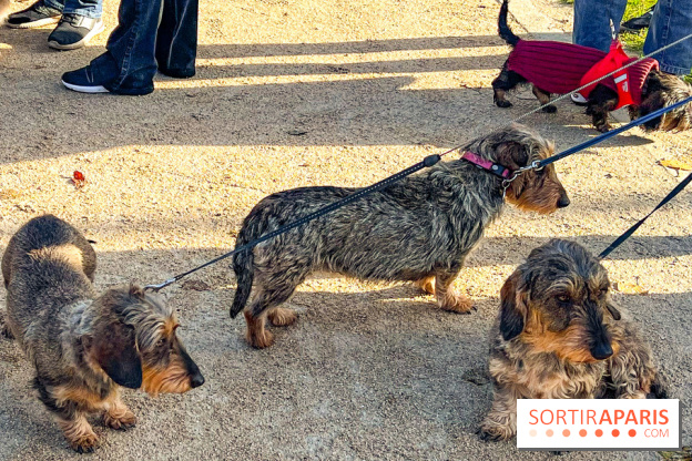 Paris Sausage Walk 2024 : la marche des teckels de retour dans la capitale - image00005