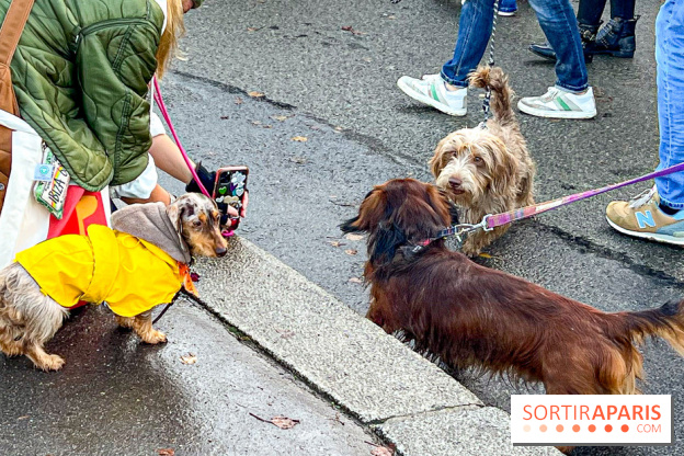 Paris Sausage Walk 2024 : la marche des teckels de retour dans la capitale - image00002