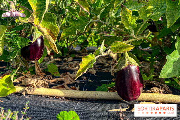 Les Saveurs du Potager du Roi à Versailles : marché de fruits & légumes, expositions et animations